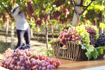 Different Grapes in a Vineyard