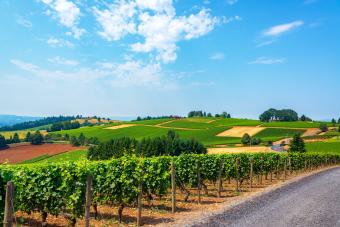 Vineyards in Oregon's Willamette Valley