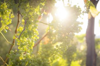 Prosecco grapes on the vine