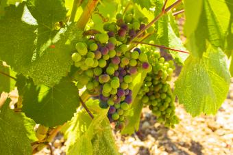 Moscato grapes on the vine