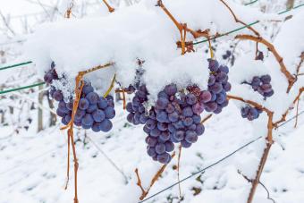 Trollinger grapes covered with snow, onset of winter, Baden-Wuerttemberg, Germany