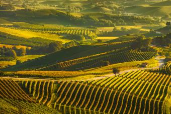 Langhe vineyards sunset panorama, Piedmont, Italy Europe.