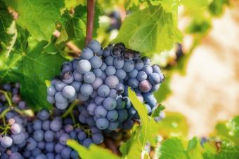 Merlot grapes on a bright sunny day