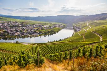 Exploring Rhine Wines for a Taste of Germany