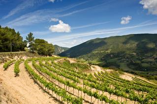 California is one of many vineyard areas.