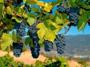 merlot grapes