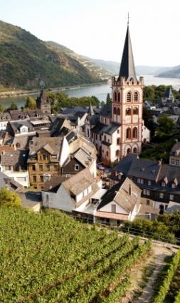 Vineyard overlooking the Rhine in Germany