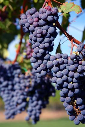 grapes