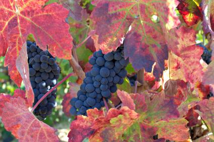 red wine grapes on the vine in autumn