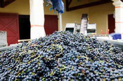 Harvested Bordeaux grapes.