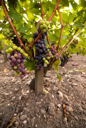 Red wine grape vines