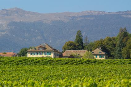 A vineyard in the Rhone region of France