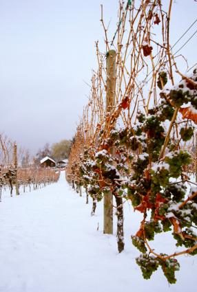 Ice wine grapes on the vine in the snow