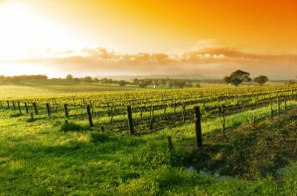 Sunrise over a vineyard