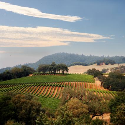 Vineyard in Napa