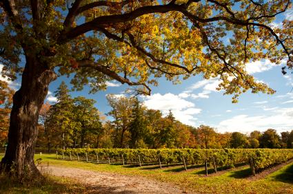 Napa Valley vineyard
