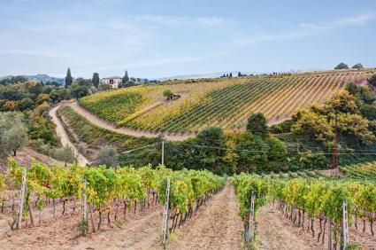 Tuscan vineyard