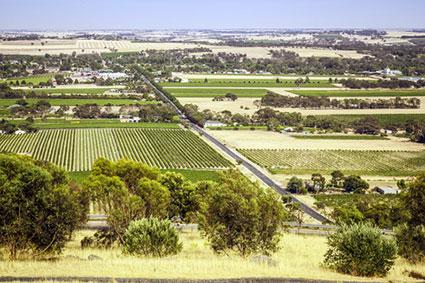 Vineyards in Barossa Valley, Australia