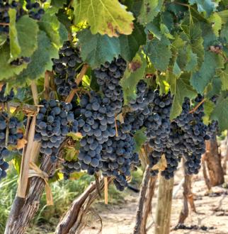 Malbec grapes on vine