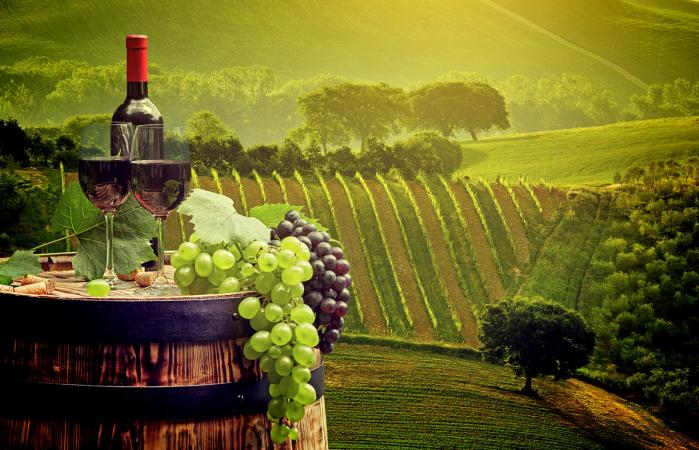 winery and vineyard