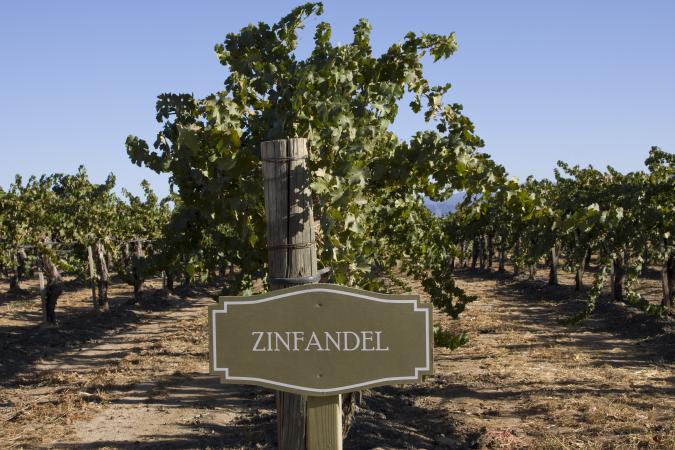 Zinfandel vines