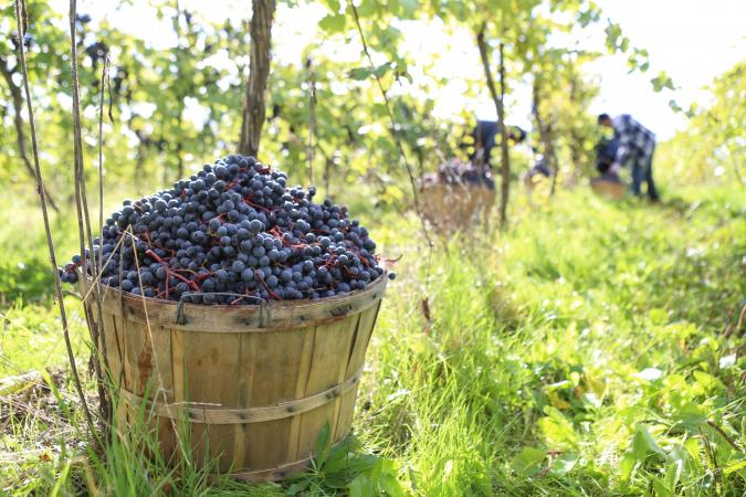 Harvesting organic red wine grapes