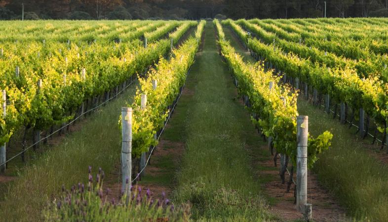 Vineyard