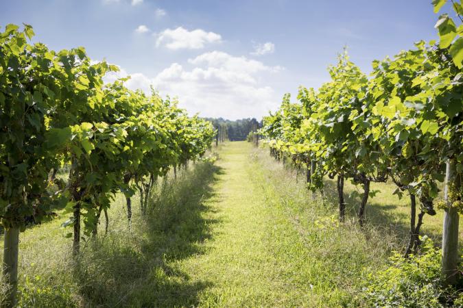 Boordy Vineyard
