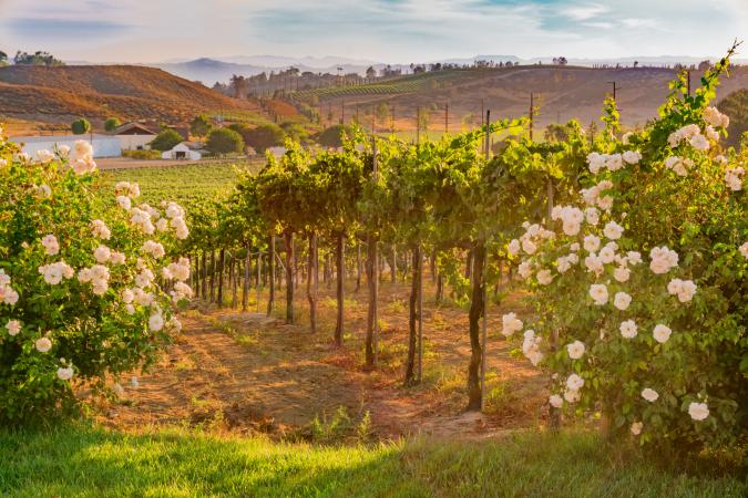vineyard in Temecula, CA