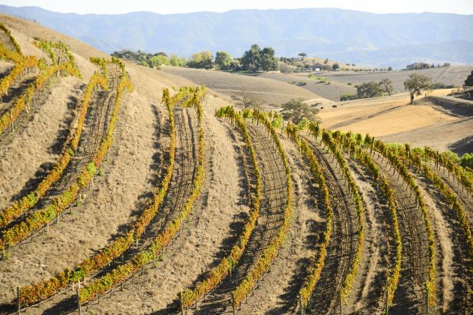vineyards in Los Olivos