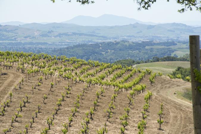 Mount Veeder in Napa