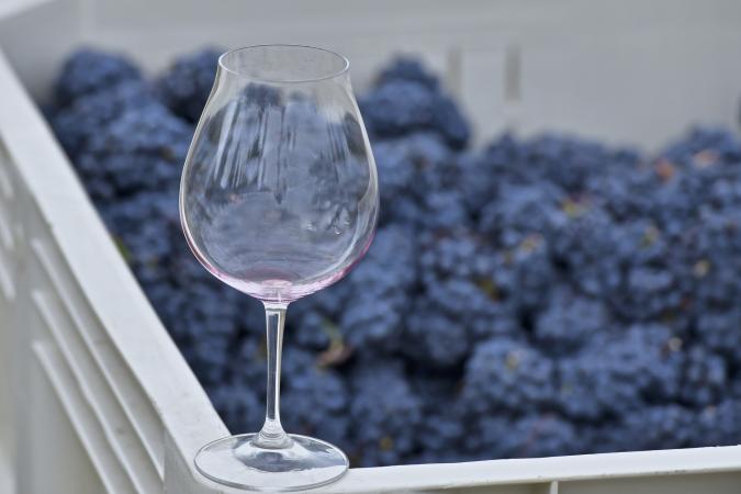 Pinot Noir grape harvest and glass