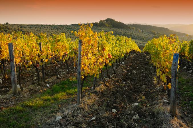 Vineyards in Chianti region at sunset. Tuscany, Italy