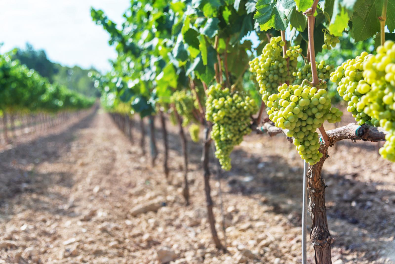 Grapes growing in vineyard