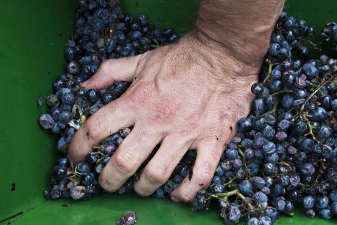 Man pressing grapes by hand