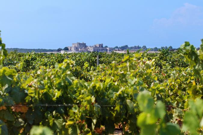 Vineyard in South Italy