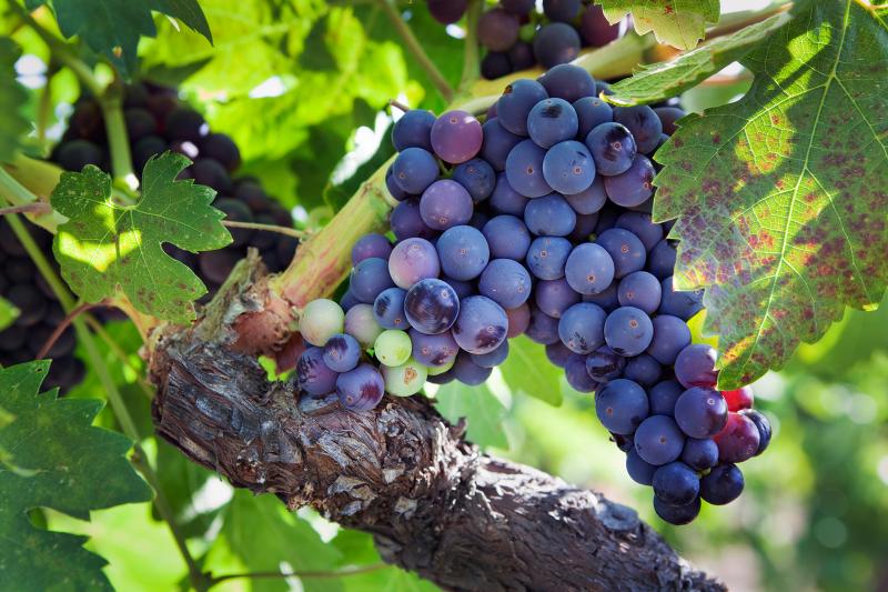 Guide to Zinfandel Varieties (From Sweet to Dry) LoveToKnow