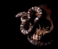 Serpent and Skull