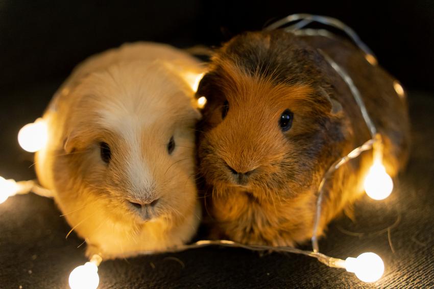 12 HeartMelting Guinea Pig Pics to Make You Say Awww LoveToKnow Pets