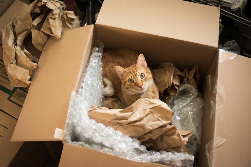 10 Household Items Cats Like to Play With, But Should They