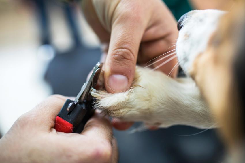 15 Genius Dog Life Hacks Every Dog Owner Should Know LoveToKnow Pets