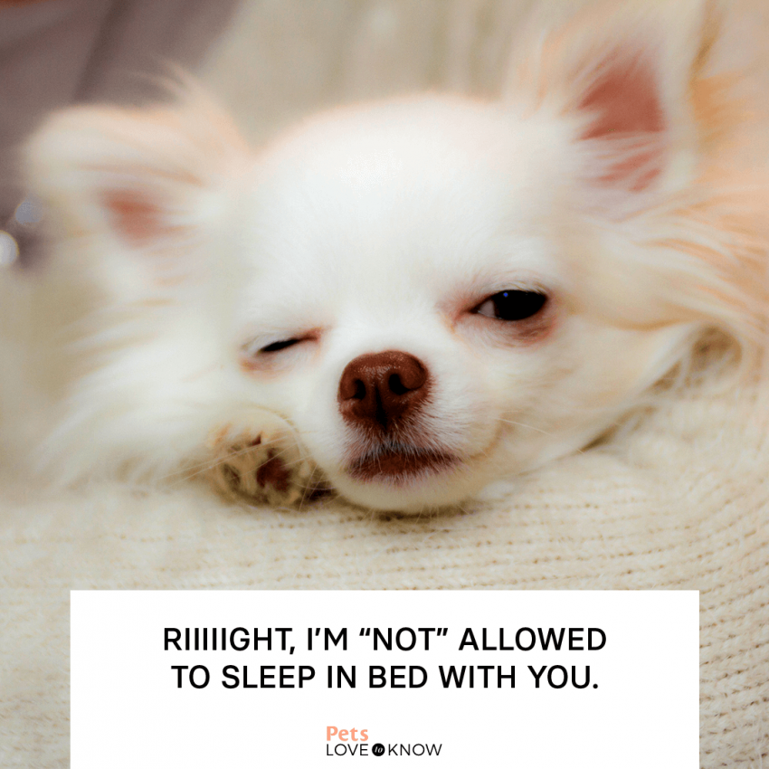 12 Dog Memes to Cheer You Up on a Ruff Day | LoveToKnow Pets