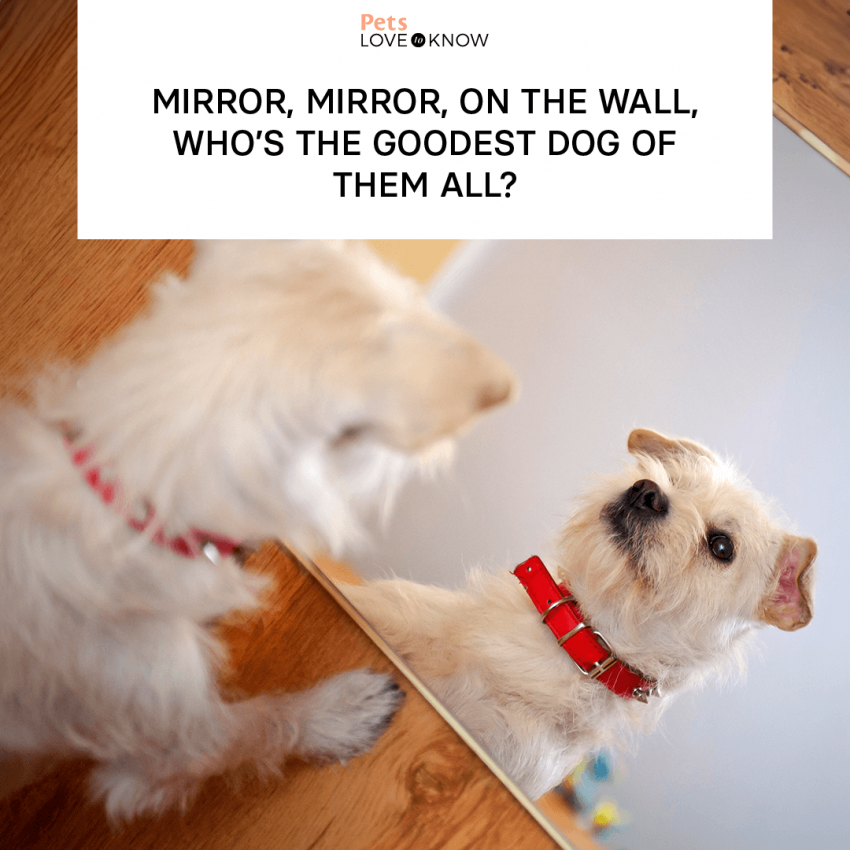 12 Dog Memes to Cheer You Up on a Ruff Day | LoveToKnow Pets