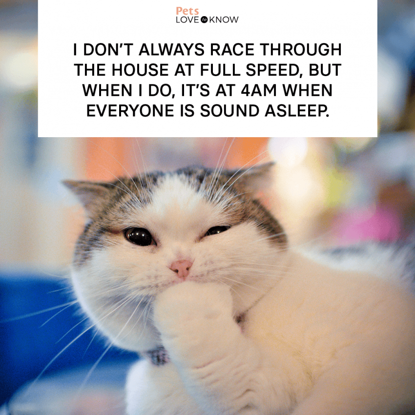 12 Cat Memes You’ll Find Pawsitively Hissterical LoveToKnow Pets
