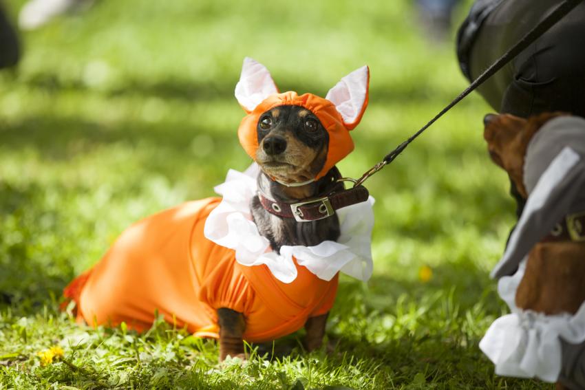 17 Funny Halloween Dog Pictures for Spooky Silliness LoveToKnow Pets