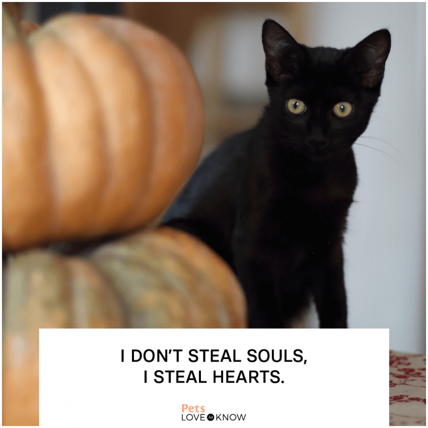 12 Black Cat Memes That Make Life Purrfect LoveToKnow Pets