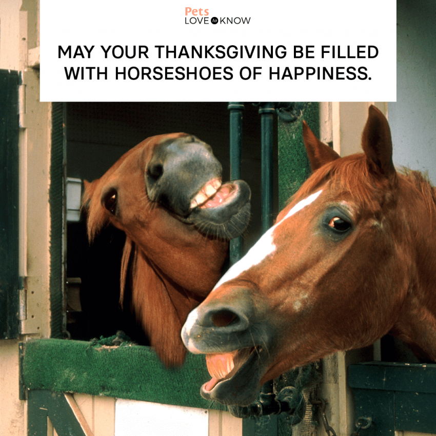 14 Happy Thanksgiving Horse Memes A Galloping Good Time! LoveToKnow Pets