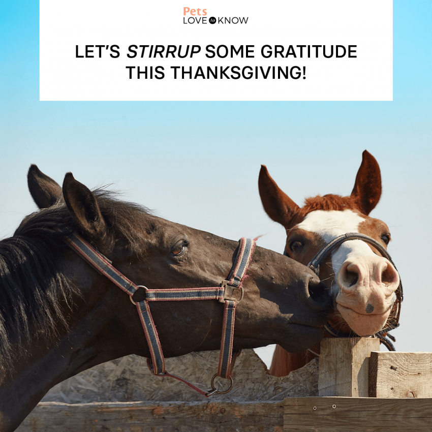 14 Happy Thanksgiving Horse Memes A Galloping Good Time! LoveToKnow Pets