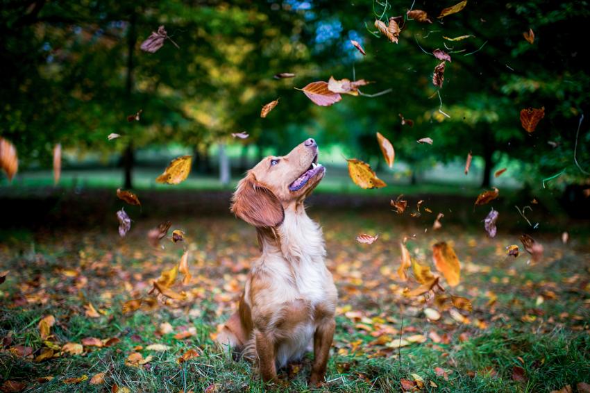 15 Pictures of Dogs Jumping in Leaves That Are UnbeLeafably Cute