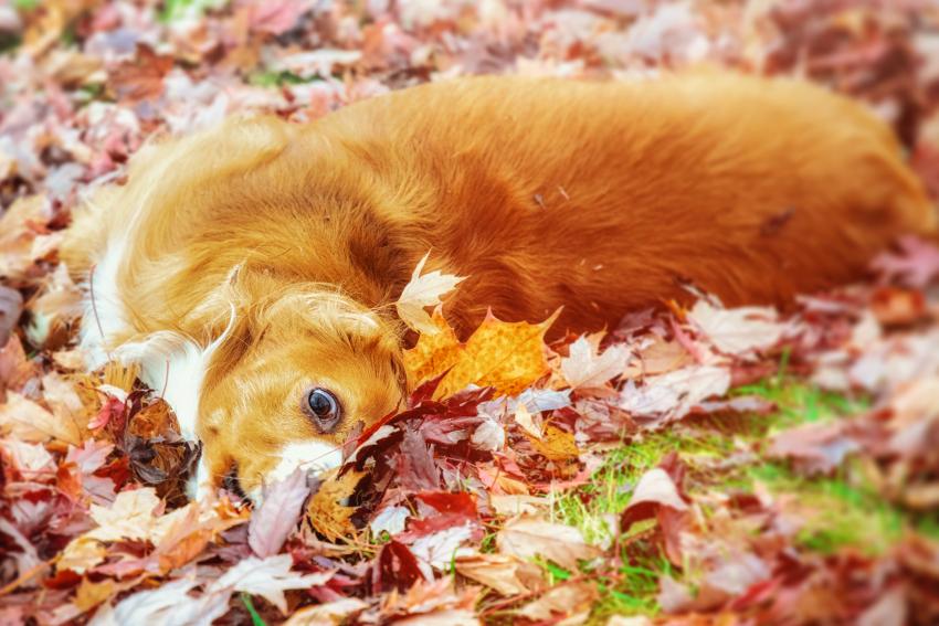 15 Pictures of Dogs Jumping in Leaves That Are UnbeLeafably Cute